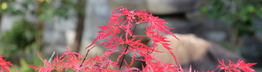 お寺弁護士.com｜たいが法律事務所